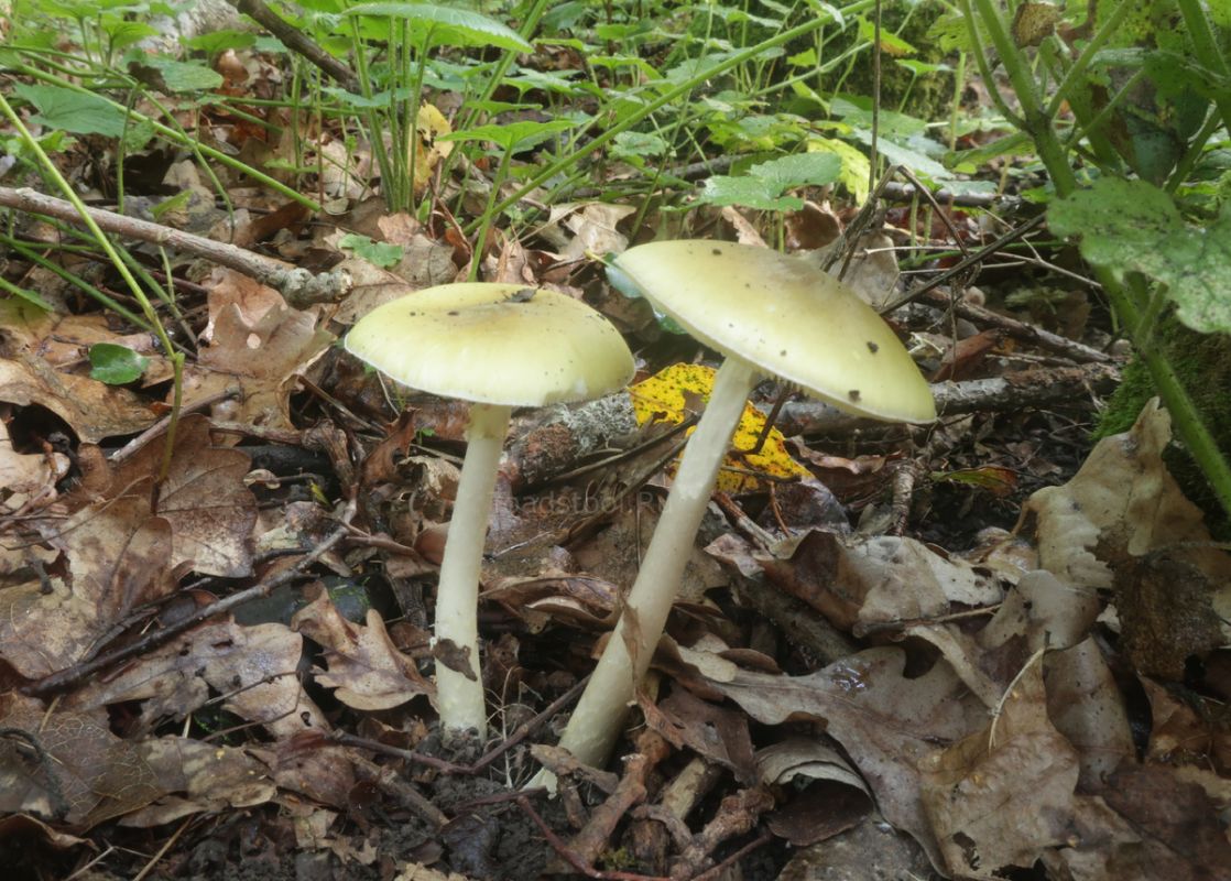 � ������� �������: ����� ���������� ����� � ������