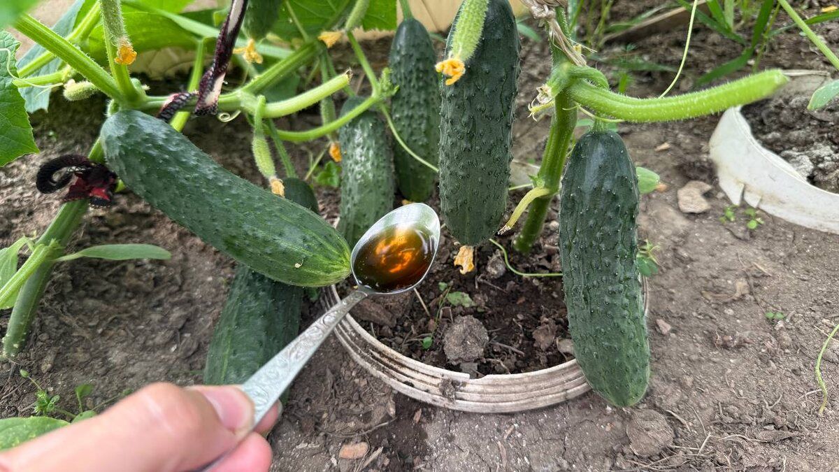 ����������� ���� ��� ����� �������: ��� ���� ����� ������ ����� ����� �������� ���