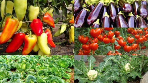 Как получить ранний урожай: пять овощей для посадки в январе