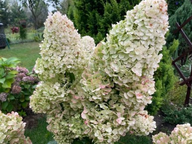 Секреты крупных соцветий метельчатых гортензий