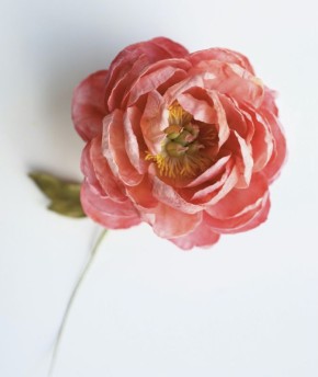 ���� �� �������� �����: ������� ������ ����� ������ ������