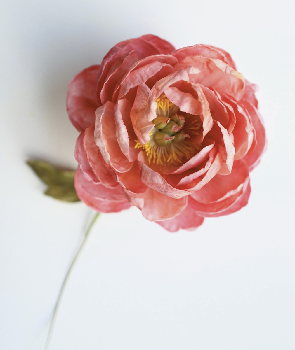 Пион из сахарной пасты: создаем вечный декор своими руками