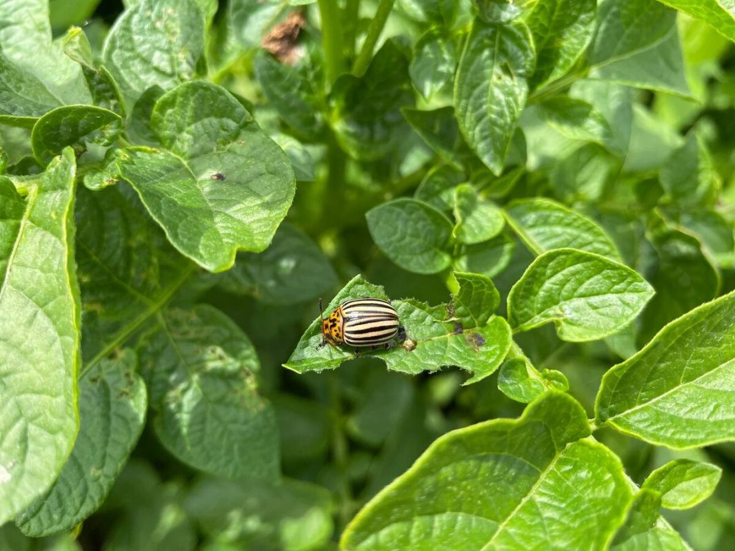 ����� �������� ������ ������������ ����: ����������� ������� ��� ���������