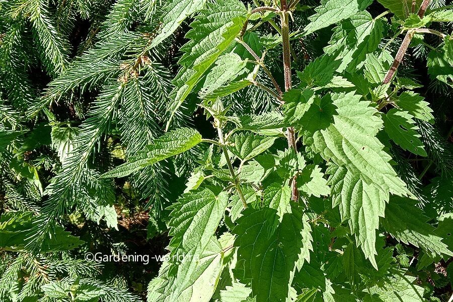 ������ �������: ������ ��������� ��� ������ ����