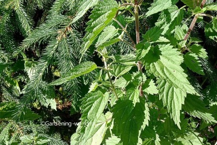 Настой крапивы: мощное удобрение для вашего сада