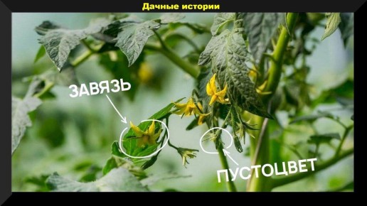 ��� �������� ������ �� ������� � ����� �������: ������ ��� ��������