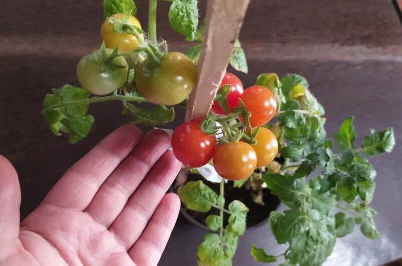 ��� ������� ��������� ��������� ����� ��� ������� �������