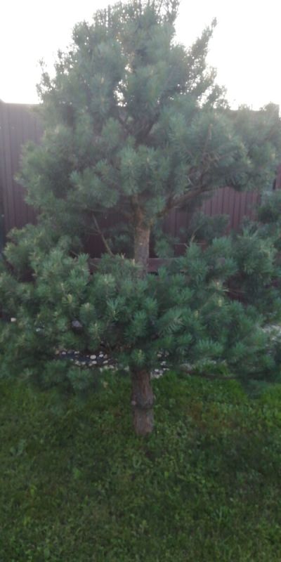 �������� ����������� �� ����������: ������������ ������� ���������� �� ����