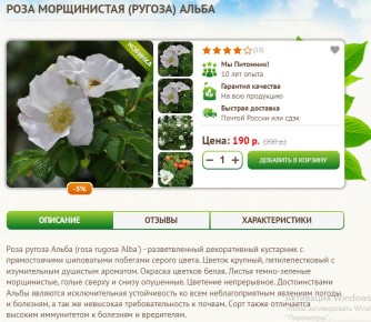 Розы, которые выживают даже в северных морозах