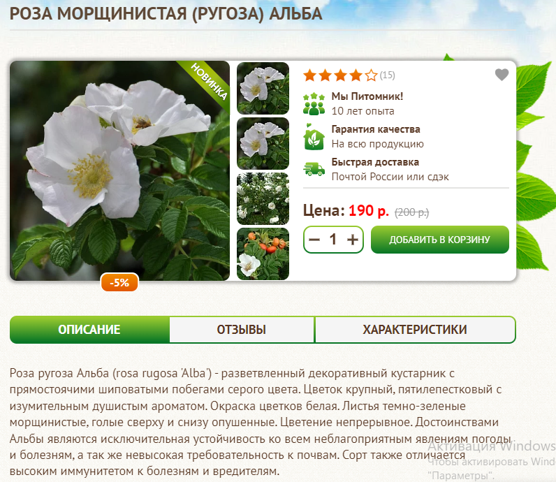 Розы, которые выживают даже в северных морозах