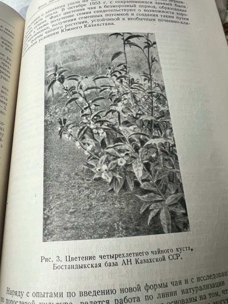 Чайные эксперименты в Казахстане: от Бостандыкского района до Узбекистана