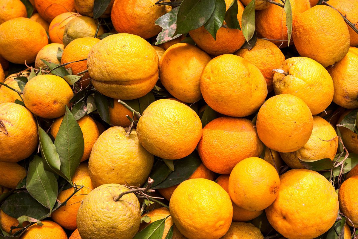 ����� ���� ���������� ������� ������ ���������� �� �������� �����������