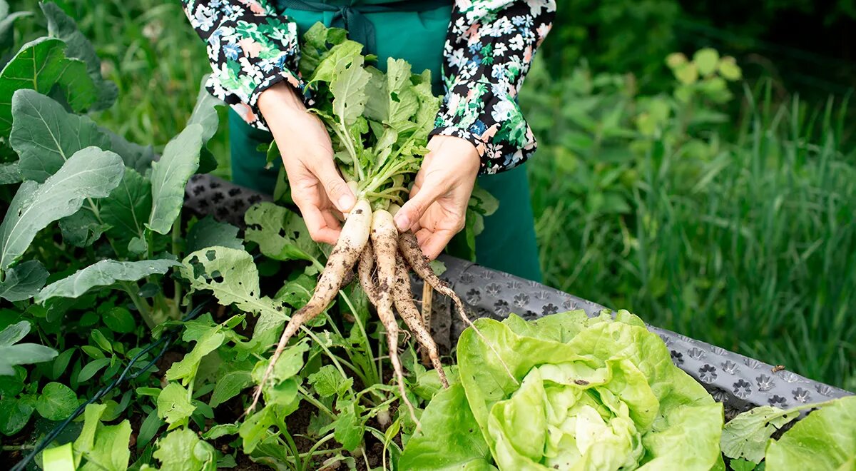 Секреты сбора и хранения хрена: советы экспертов