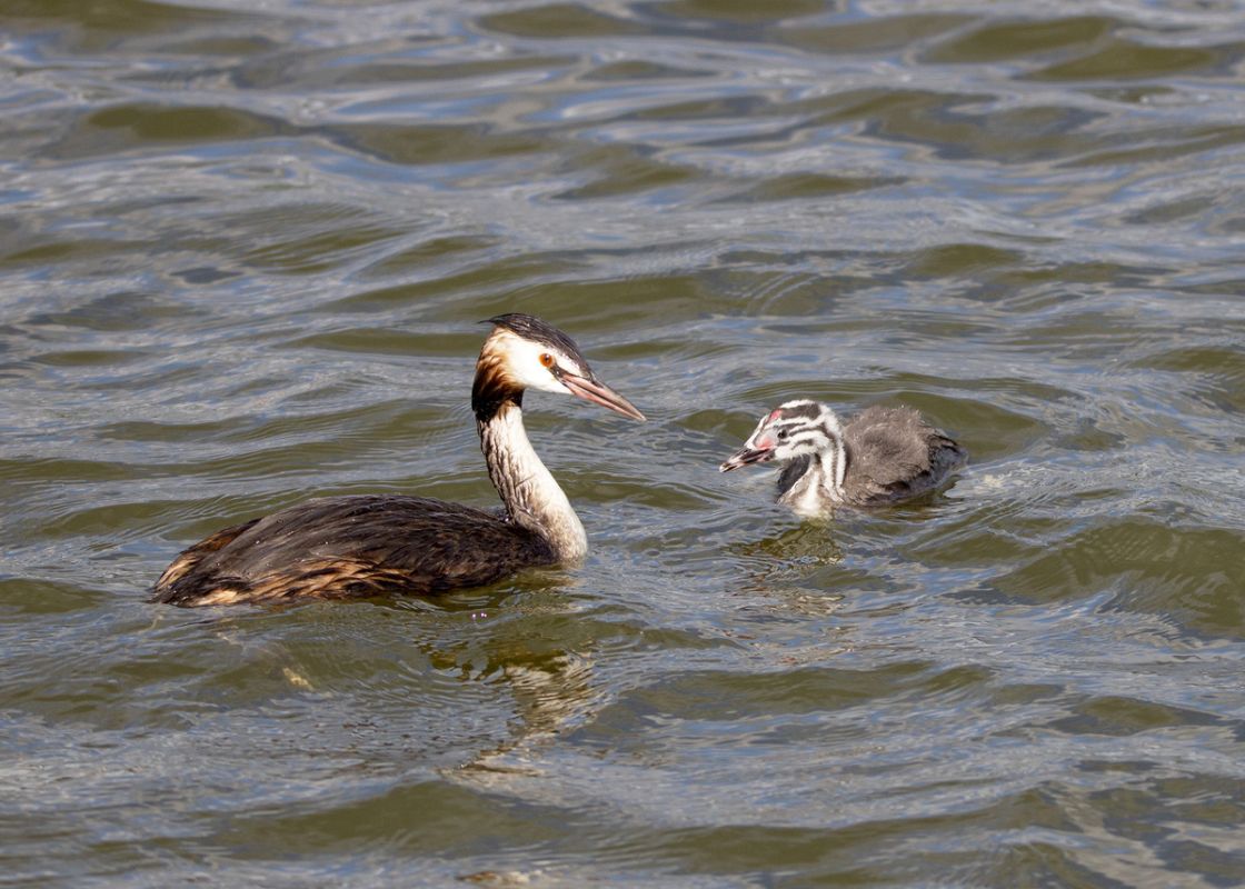 В Кыштыме наблюдали, как Чомги кормят своих птенцов