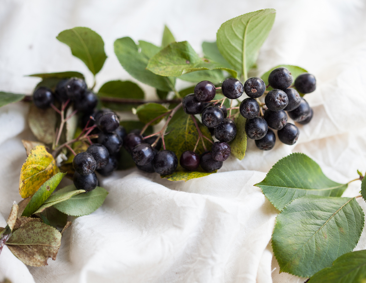 Удивительные рецепты из черноплодной рябины для зимнего стола