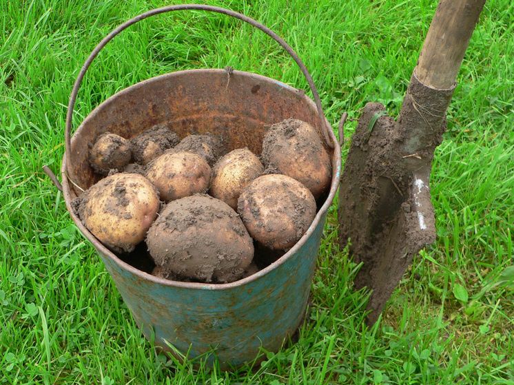 Дефляция в России: картофель ведет за собой