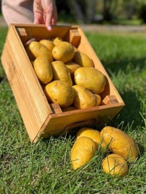 Картофель Сармат: идеальный выбор для вашего огорода