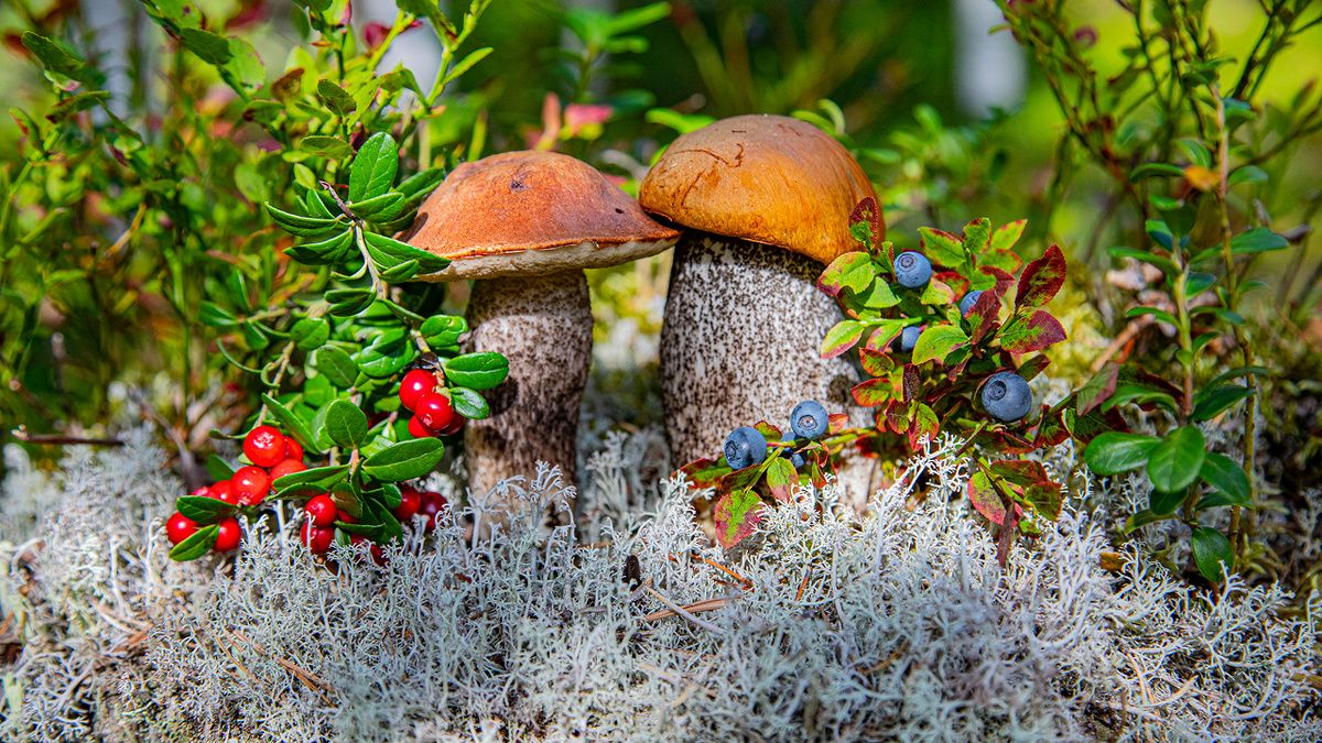 �����: ����������� ������� � �������������� ����