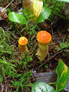 День большого гриба: запоминающееся путешествие в мир лесных богатств