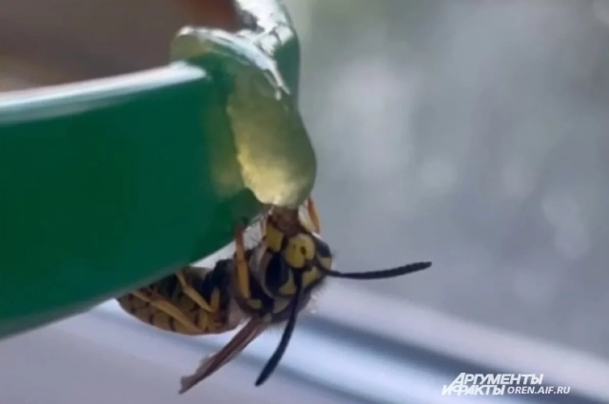 В Оренбуржье пресекли попытку вывоза меда в банках из-под майонеза