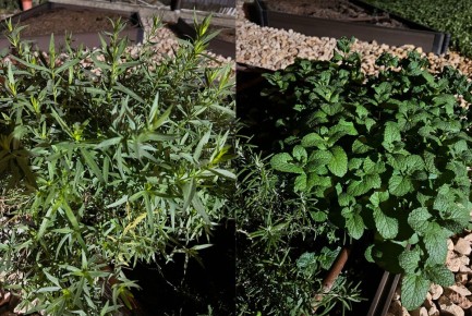 Ароматные компоты: как объединить травы и фрукты в домашних заготовках