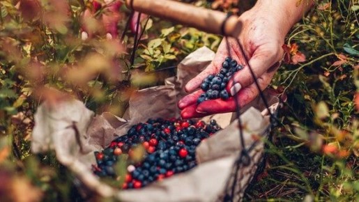 ��� ������� ������ �� ������������ ������ ������: ���� �������� ���������