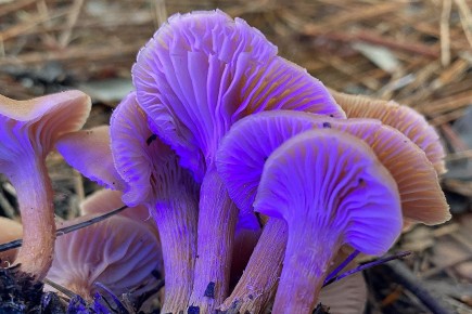 Необычный мир лаковицы: союзник или хищник в лесу?