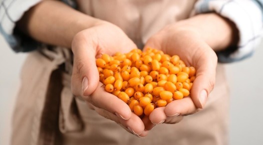 Секреты облепихи: полезные свойства и вкусные рецепты