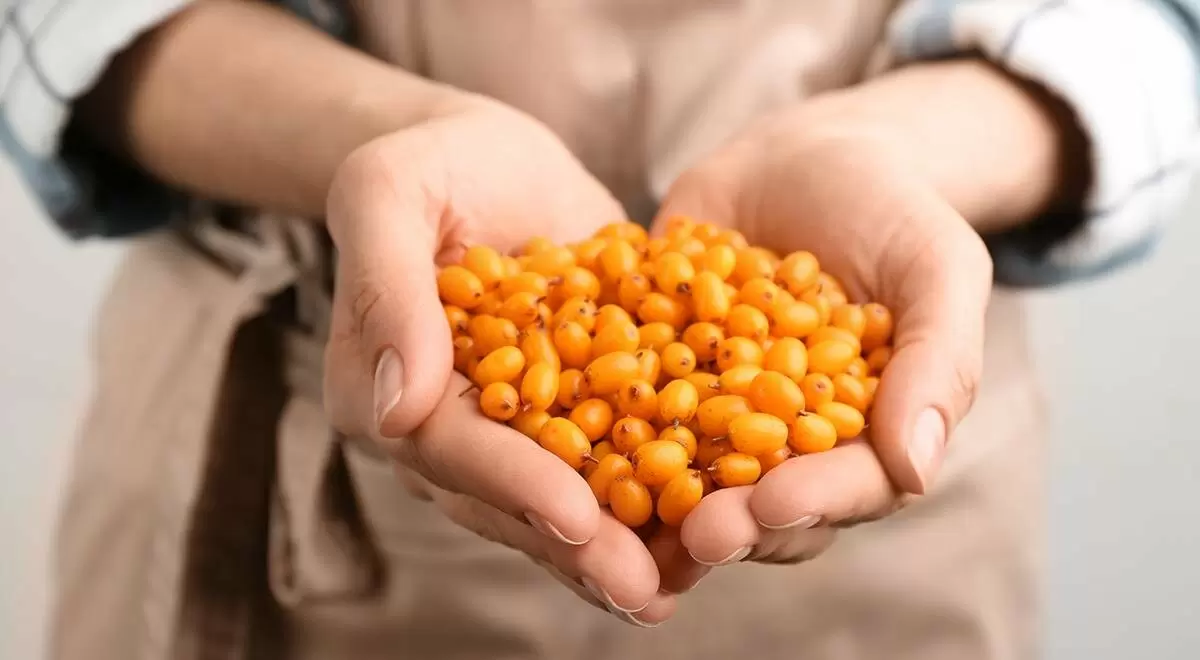 Секреты облепихи: полезные свойства и вкусные рецепты