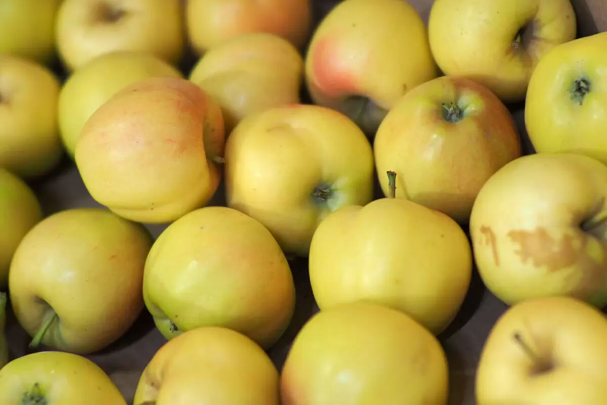 Яблочный детокс: как всего за один день восстановить здоровье и энергию