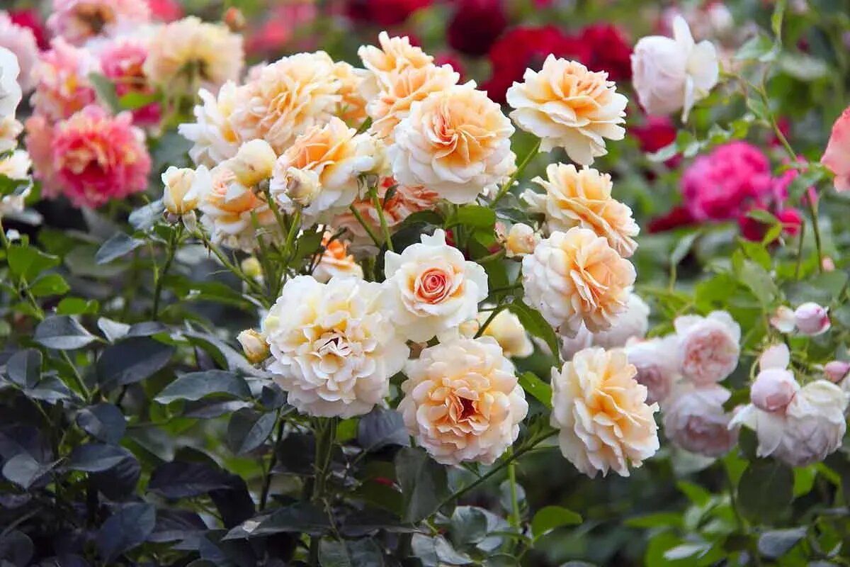 ��� ������� � ����� ��������� ����: ������� ������ ���������� � ������� ����