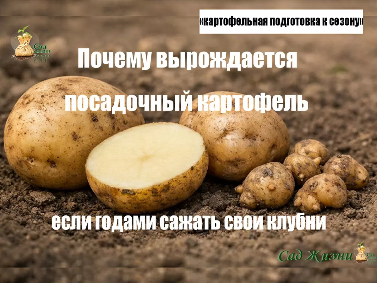 Как длительное использование картофеля влияет на урожайность и его качество
