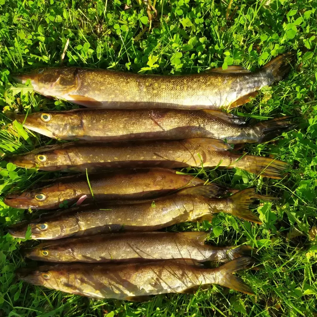 Как закоптить рыбу на даче без хлопот