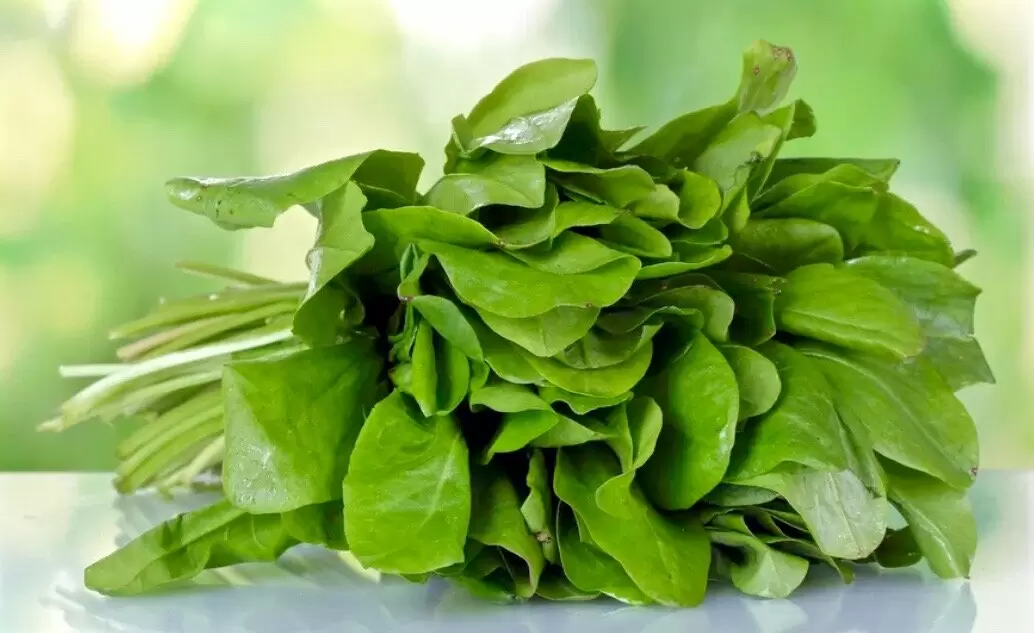 Тайны щавеля: рецепты, которые удивят и обогатят ваше меню