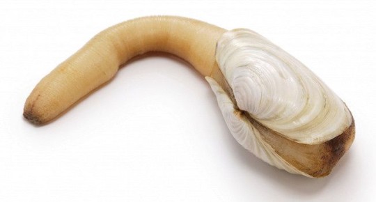 ������: ������� ���������, � ������� ��, ��������, �� �������