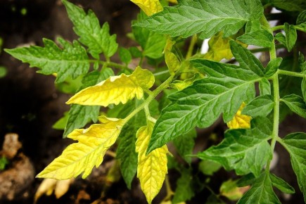 ��� �������� ���������� ������� ���������: ������ � ������������