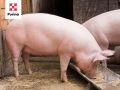 ��� ��������� ��������� ������: ������� �� ���������