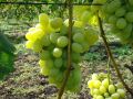 Виноград Тукай: секреты раннего урожая с мускатным ароматом