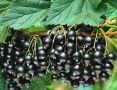 Секреты весенней подкормки черной смородины для богатого урожая