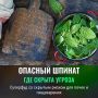 Шпинат: полезный, но с осторожностью — советы гастроэнтеролога